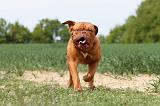 DOGUE DE BORDEAUX 026